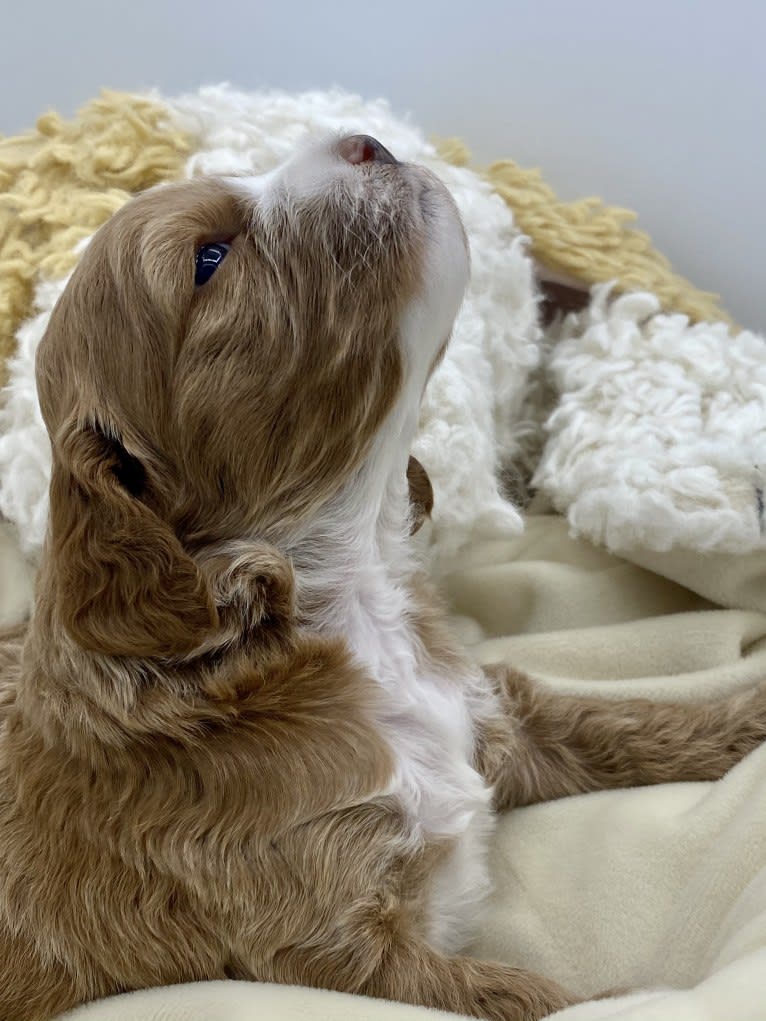 Maple, a Cockapoo tested with EmbarkVet.com