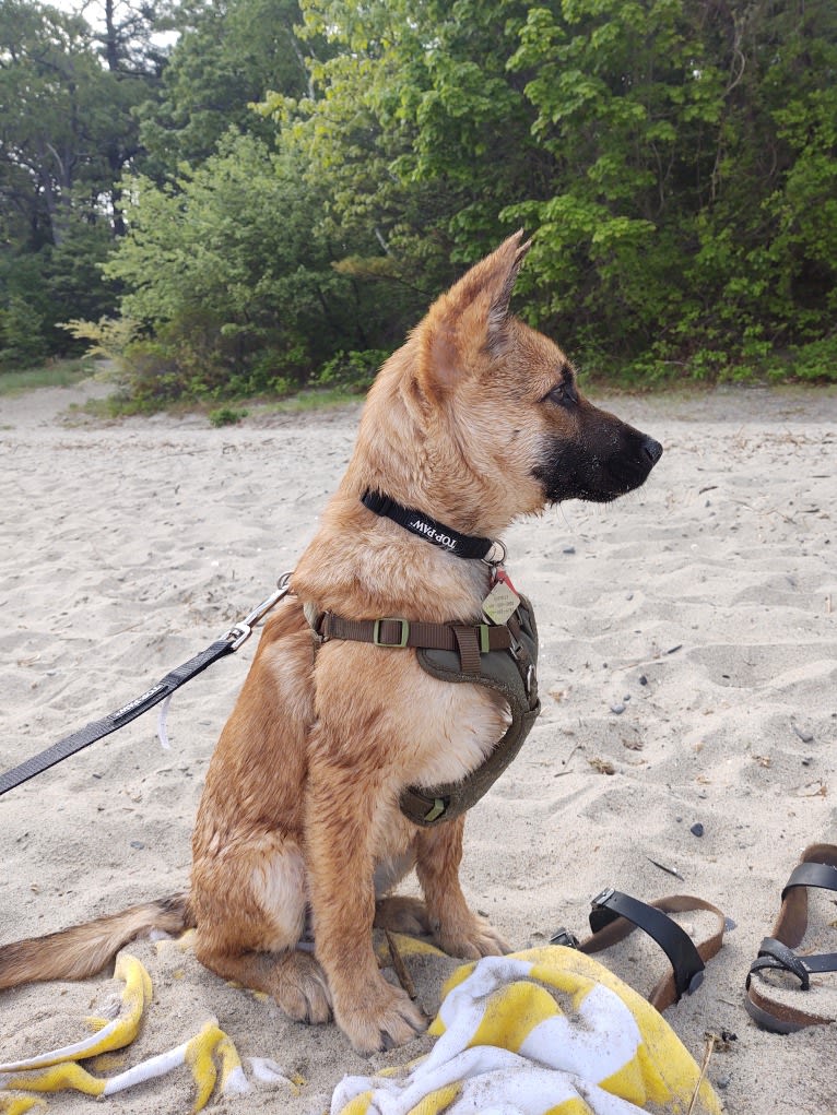 Everhett, a German Shepherd Dog and Australian Cattle Dog mix tested with EmbarkVet.com