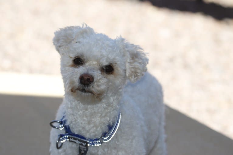 Baxter, a Poodle (Small) and Chihuahua mix tested with EmbarkVet.com