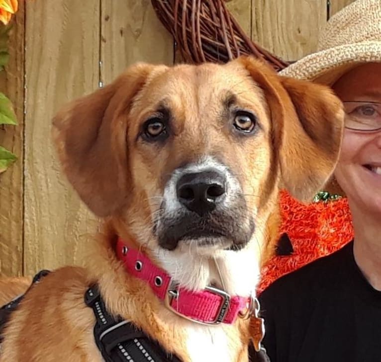 Harley, a Great Pyrenees and American Pit Bull Terrier mix tested with EmbarkVet.com