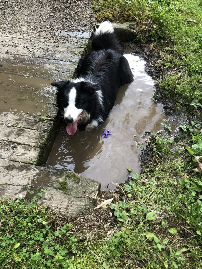 Angel, a Border Collie tested with EmbarkVet.com