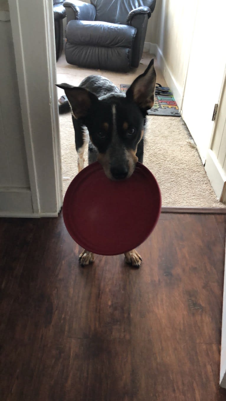 Finn, a Border Collie and Australian Cattle Dog mix tested with EmbarkVet.com