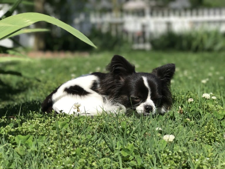 Scout, a Chihuahua tested with EmbarkVet.com