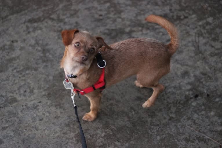 Mochi, a Miniature Pinscher and Poodle (Small) mix tested with EmbarkVet.com