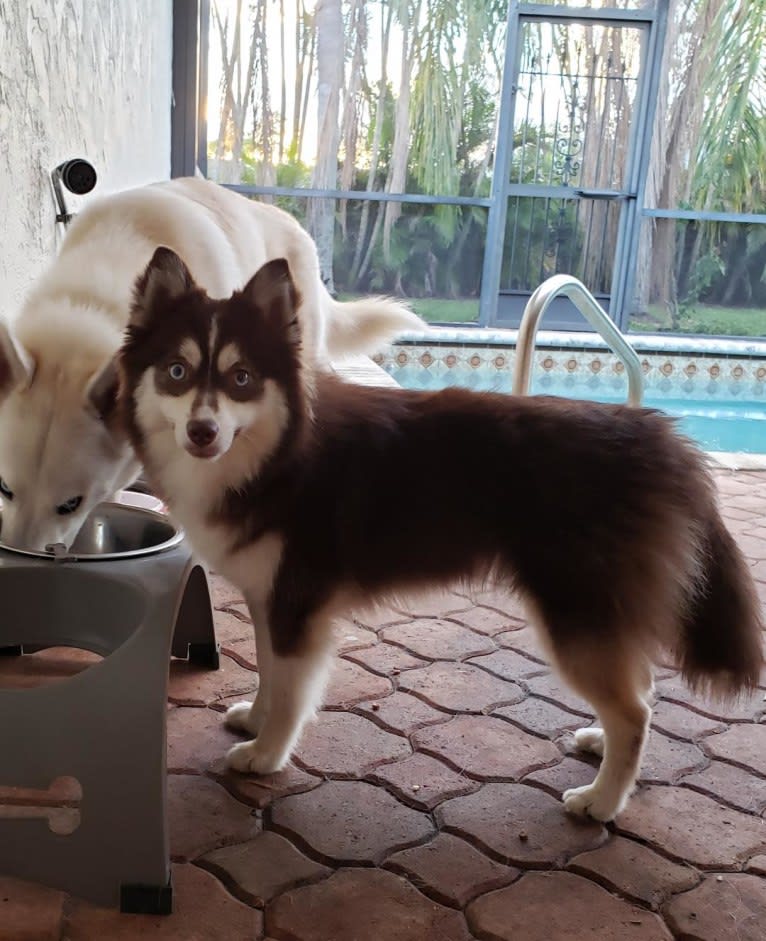 Kaya-F2, a Pomsky tested with EmbarkVet.com