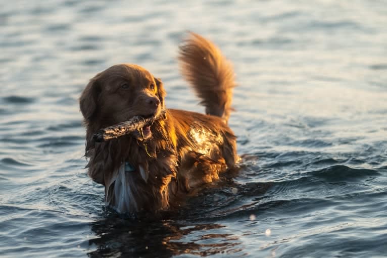 Gregory, a Nova Scotia Duck Tolling Retriever tested with EmbarkVet.com