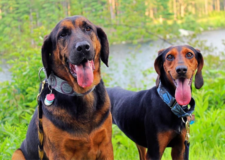 Hendrix, a Bloodhound and Rottweiler mix tested with EmbarkVet.com