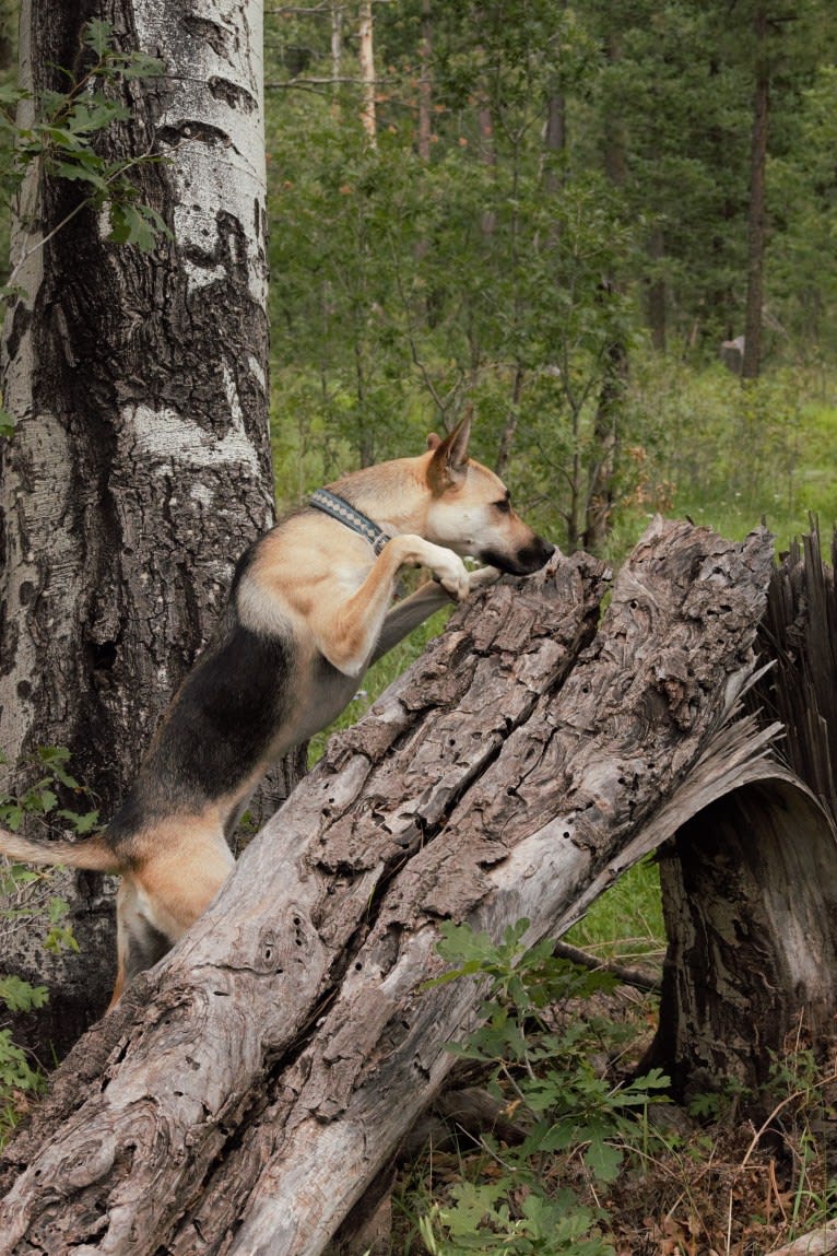 Aspen, a Chow Chow and German Shepherd Dog mix tested with EmbarkVet.com