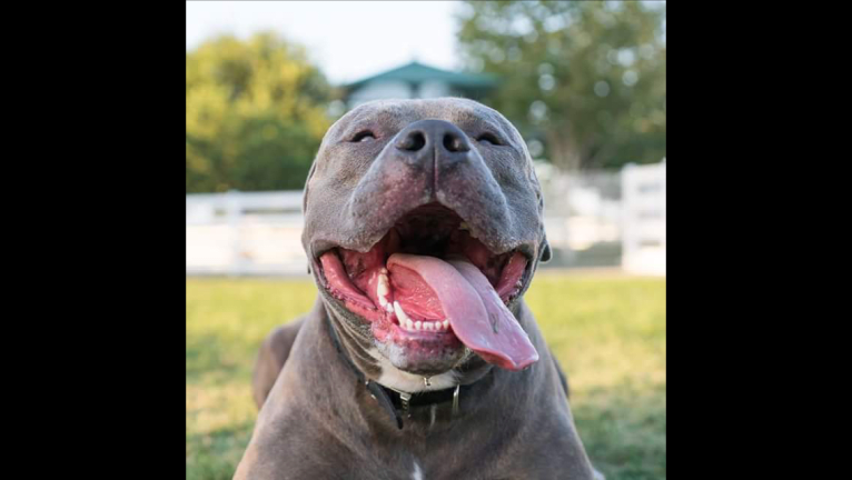 Left Brain, an American Bully and American Bulldog mix tested with EmbarkVet.com