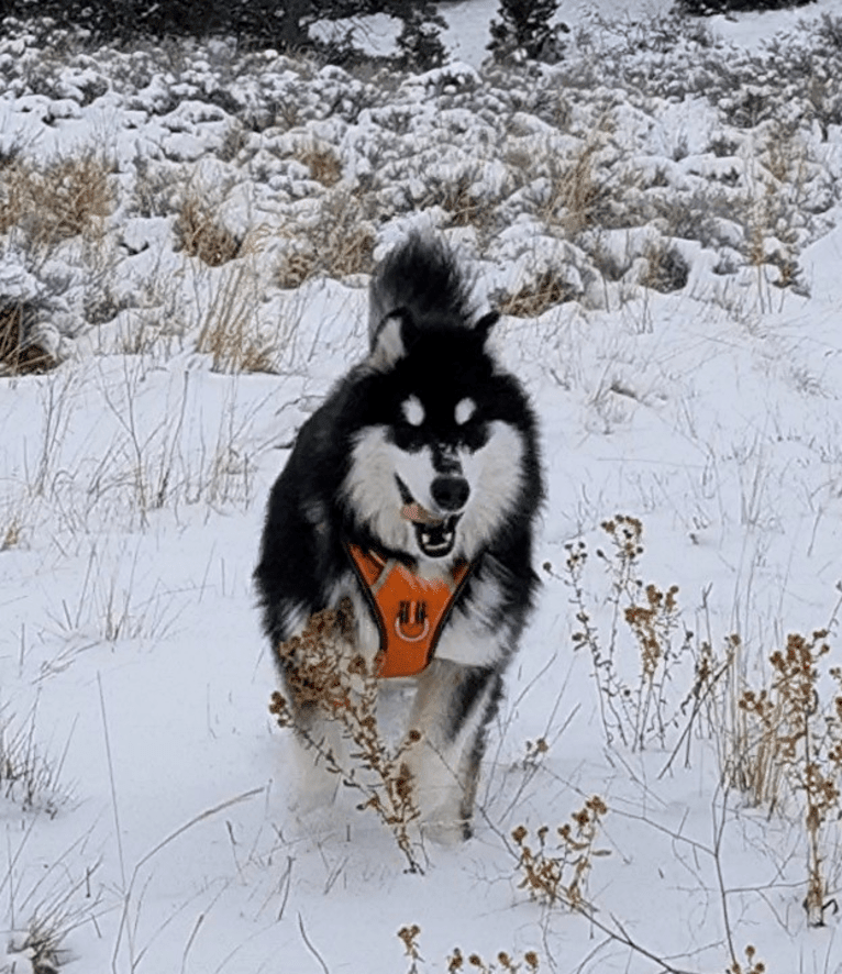 Kalu, an Alaskan Malamute tested with EmbarkVet.com