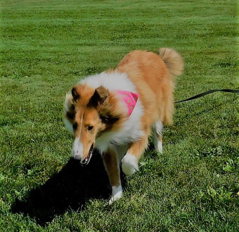 Pawsitively Paite, a Collie tested with EmbarkVet.com