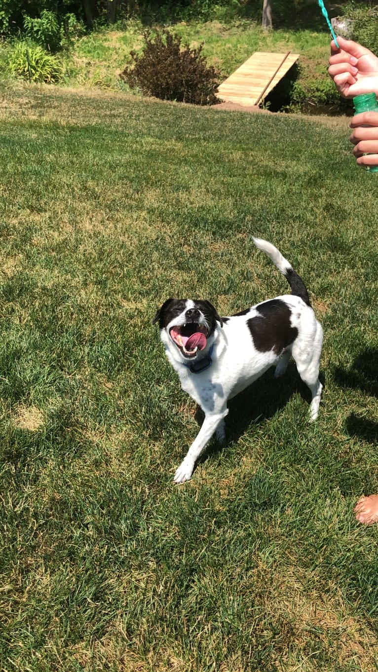 Jack, a Russell-type Terrier and Mountain Cur mix tested with EmbarkVet.com