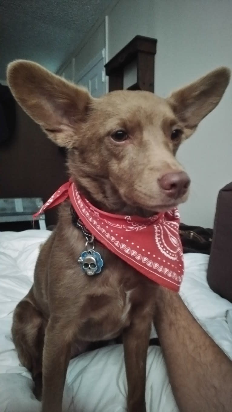 Little Red, a Russell-type Terrier and American Eskimo Dog mix tested with EmbarkVet.com