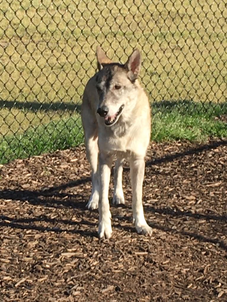 Ryder a dog tested with EmbarkVet.com