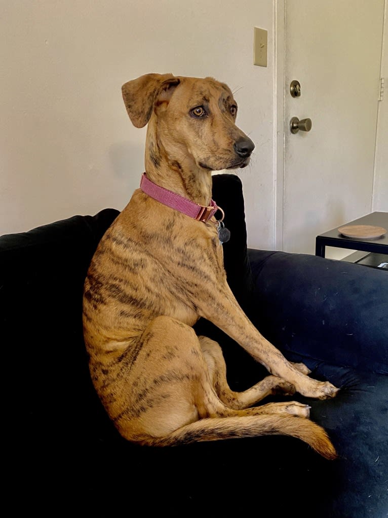 Lyza, a Catahoula Leopard Dog and American Pit Bull Terrier mix tested with EmbarkVet.com