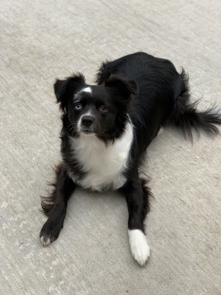 Brees, a Miniature/MAS-type Australian Shepherd and Australian Cattle Dog mix tested with EmbarkVet.com