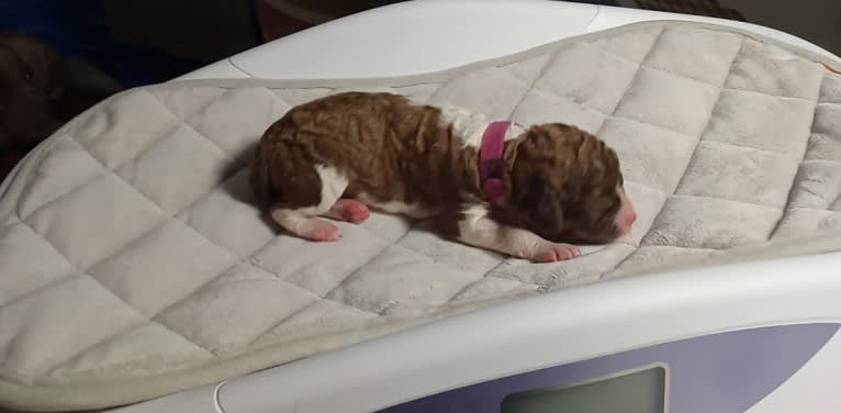 Sunny, a Poodle (Standard) tested with EmbarkVet.com