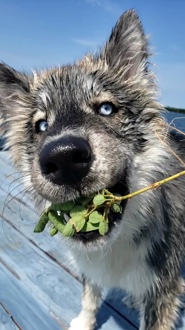 KYLO, a Siberian Husky tested with EmbarkVet.com