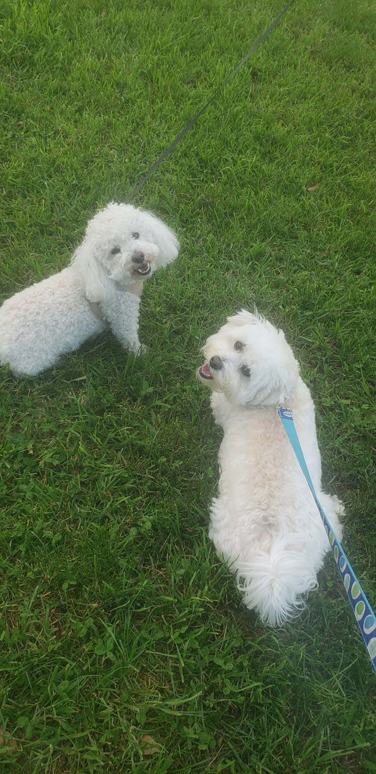 Benji, a Poodle (Small) and Bichon Frise mix tested with EmbarkVet.com