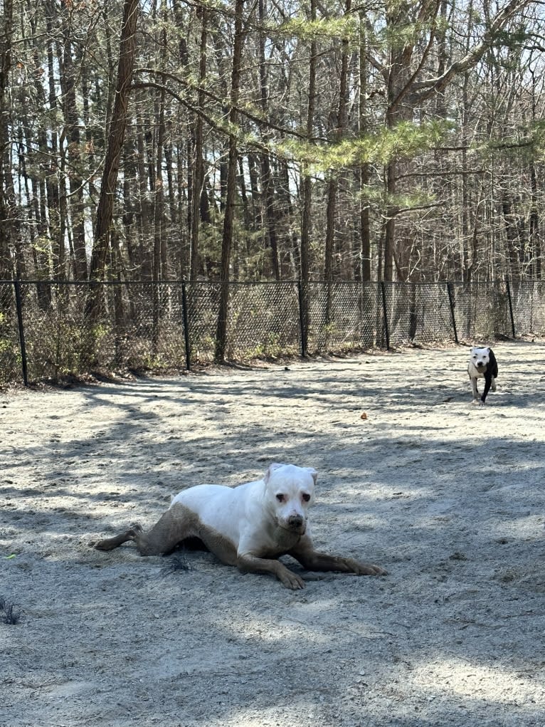 Tiptoe, an American Pit Bull Terrier and Great Pyrenees mix tested with EmbarkVet.com