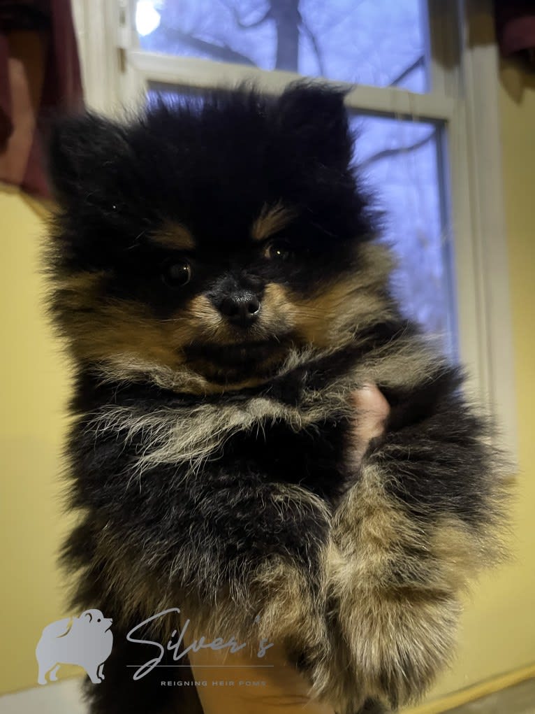 VIKKI, a Pomeranian tested with EmbarkVet.com