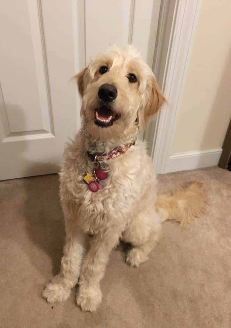 Sandy, a Goldendoodle tested with EmbarkVet.com