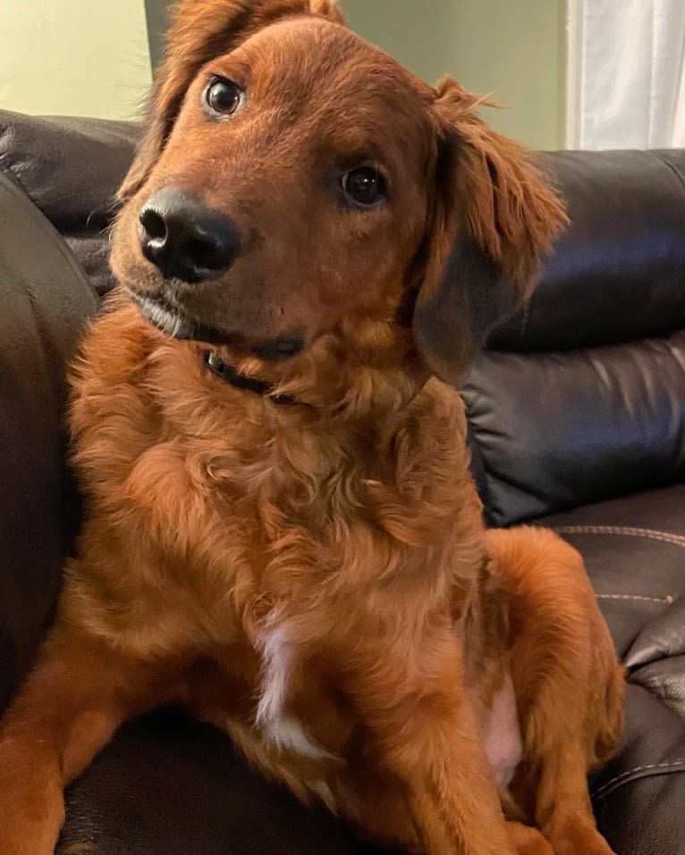 Milkyway Grizzly Adams, a Poodle (Standard) and Australian Cattle Dog mix tested with EmbarkVet.com