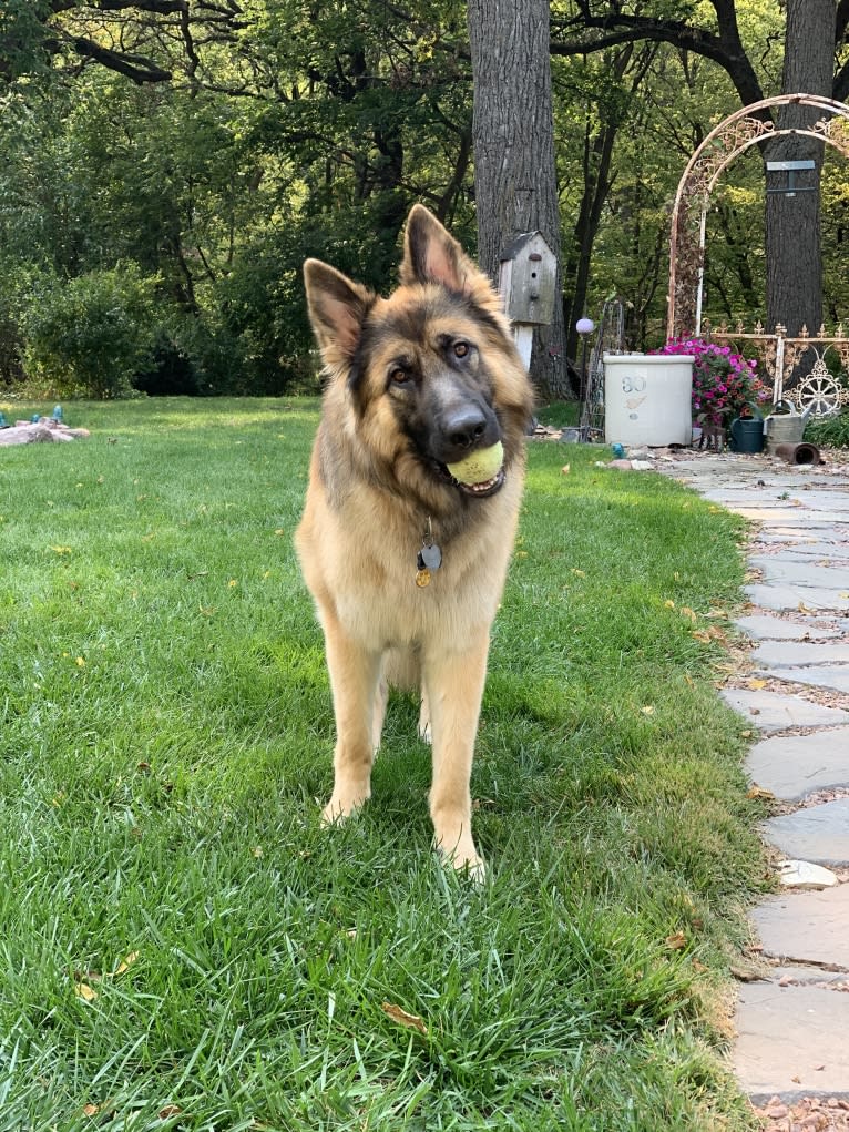 Rhett, a German Shepherd Dog tested with EmbarkVet.com