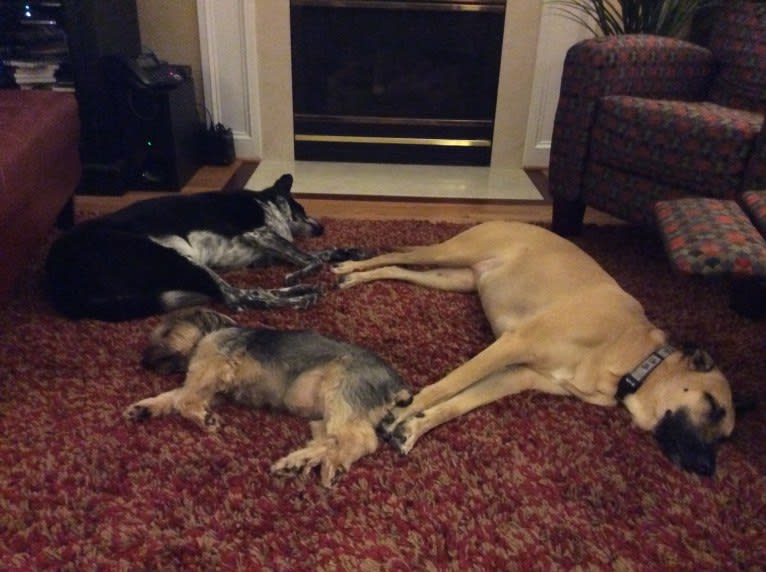 Bandit, a German Shepherd Dog and Border Collie mix tested with EmbarkVet.com