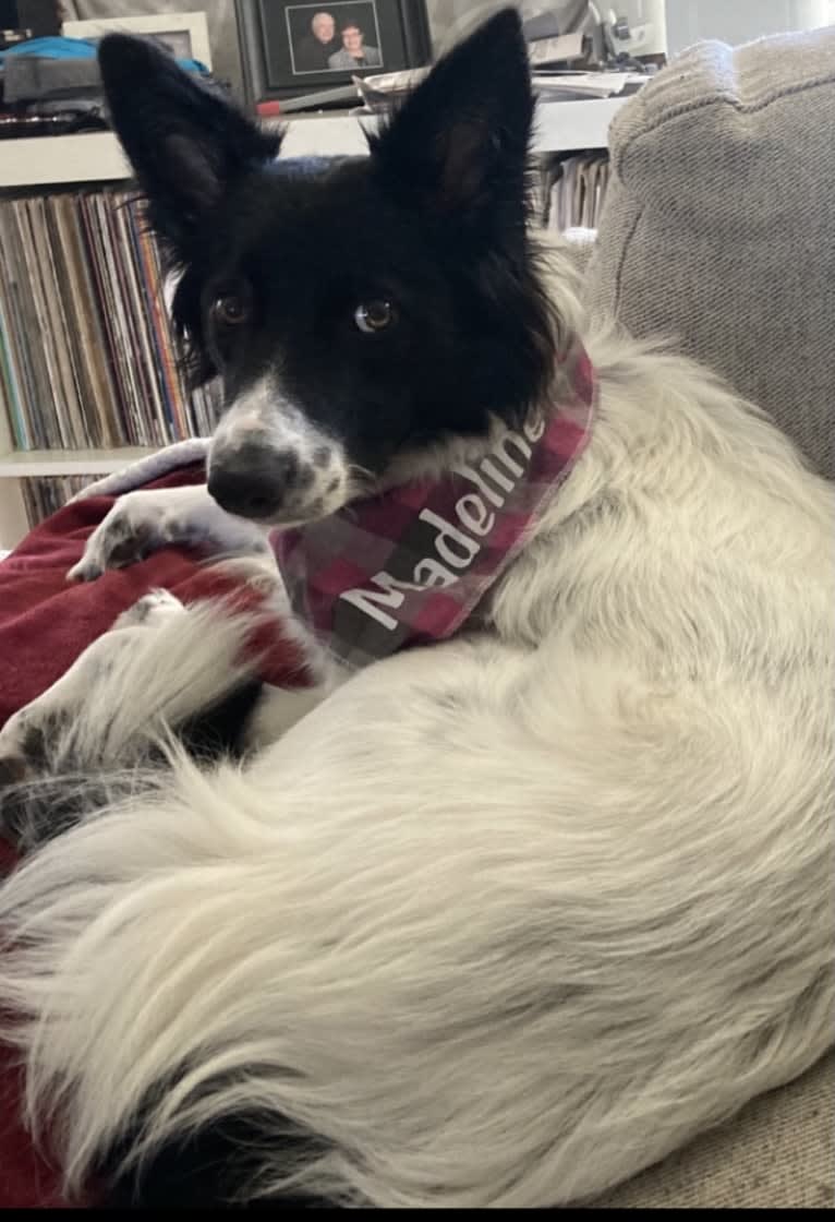 Madeline, a Border Collie tested with EmbarkVet.com