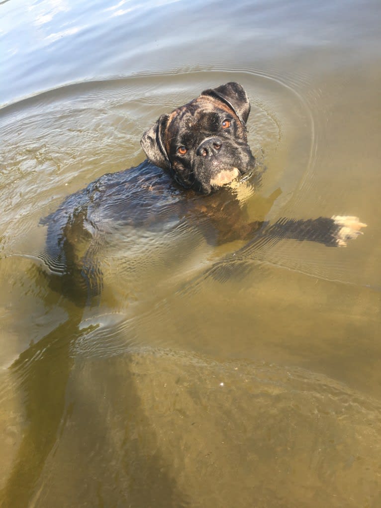 Murray, a Boxer tested with EmbarkVet.com