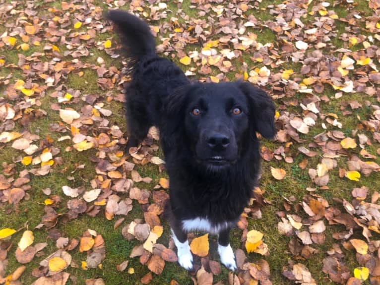 Aloe Vera, a Rottweiler and Border Collie mix tested with EmbarkVet.com