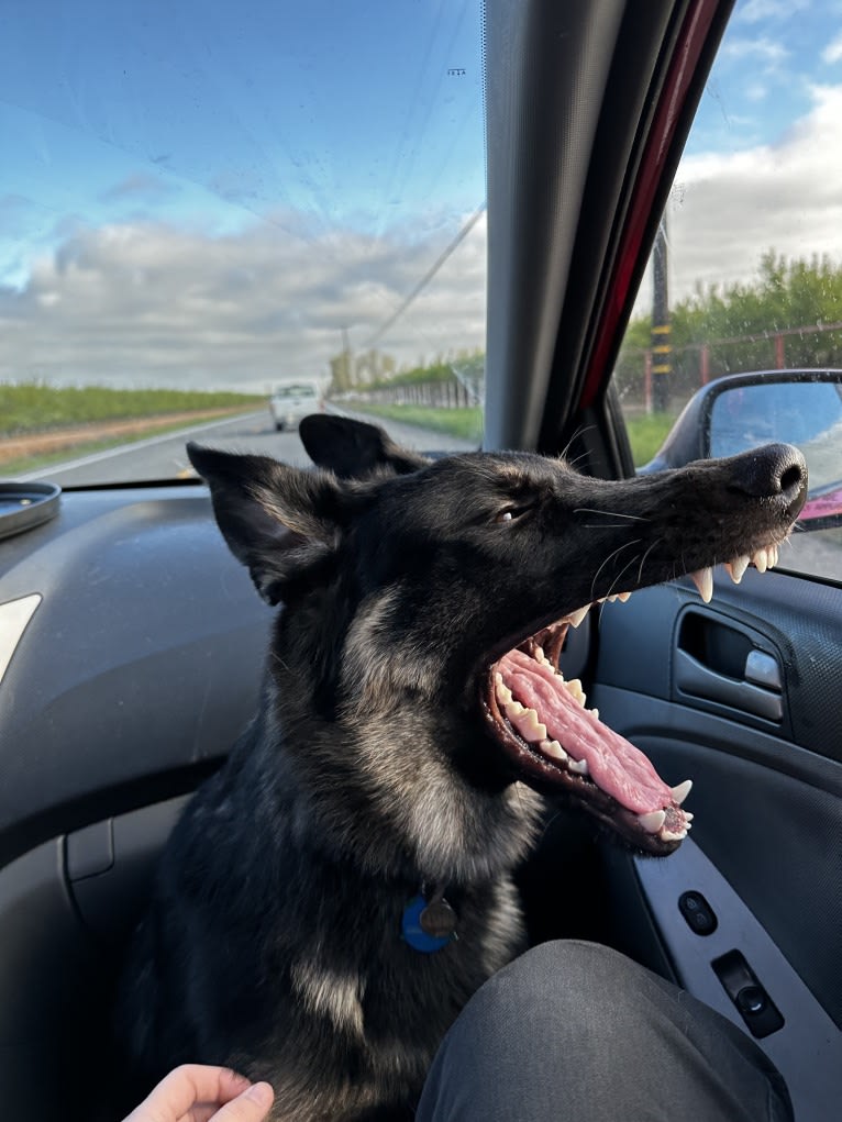 Pyro, a German Shepherd Dog (6.9% unresolved) tested with EmbarkVet.com