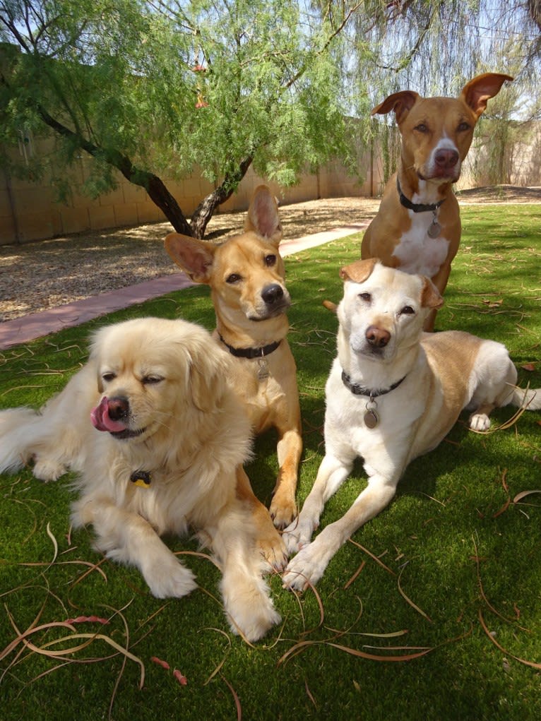 Bean, a Chow Chow and Chihuahua mix tested with EmbarkVet.com