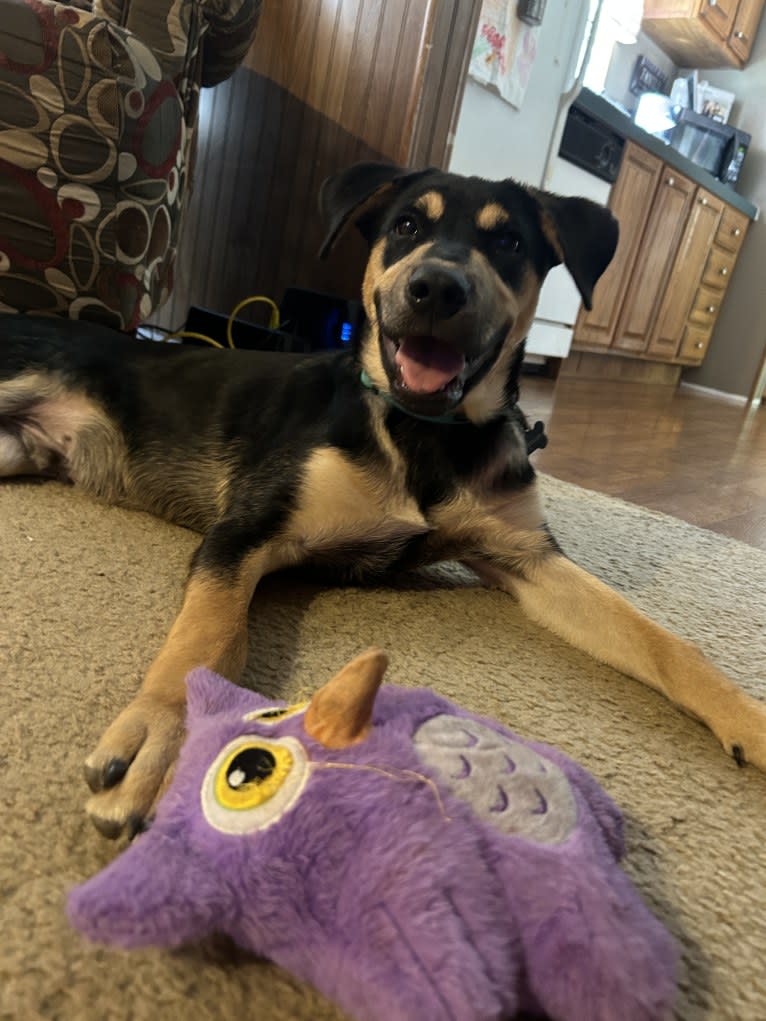 Kai, an Australian Cattle Dog and American Pit Bull Terrier mix tested with EmbarkVet.com