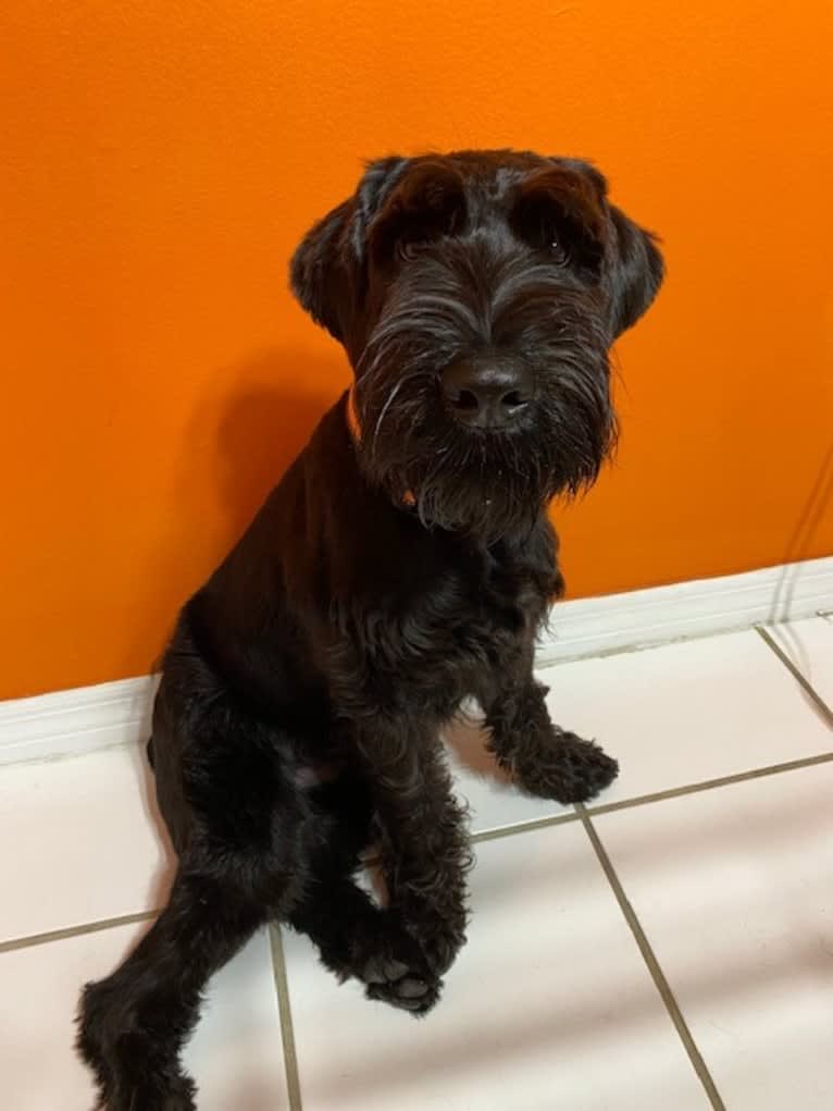 Argos, a Standard Schnauzer tested with EmbarkVet.com