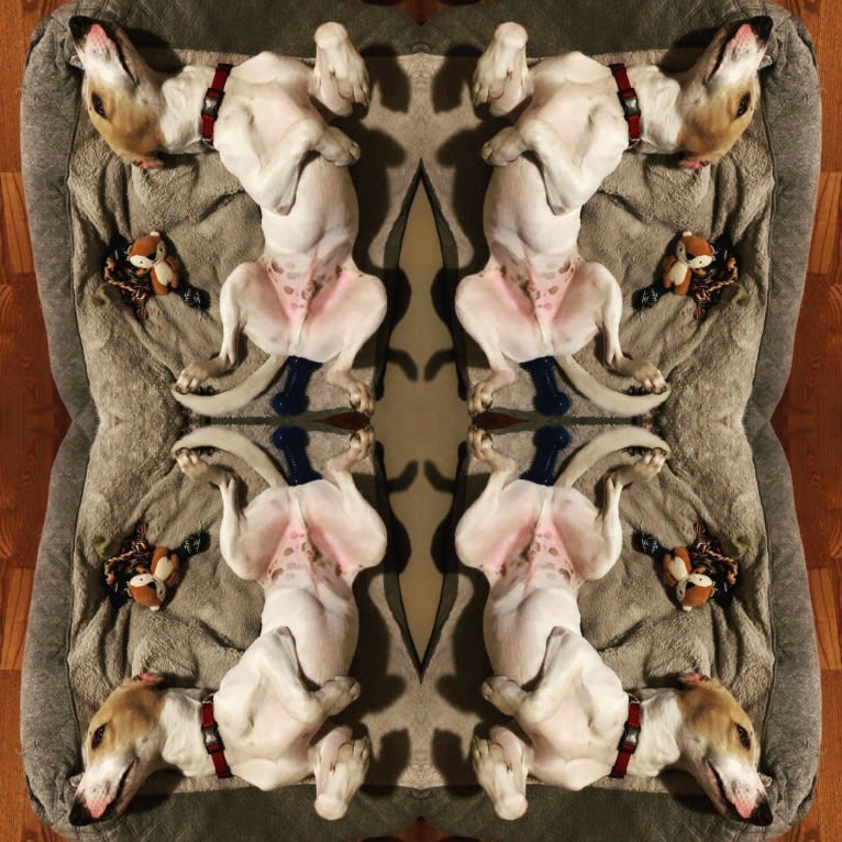 Oso, a Central and East African Village Dog tested with EmbarkVet.com