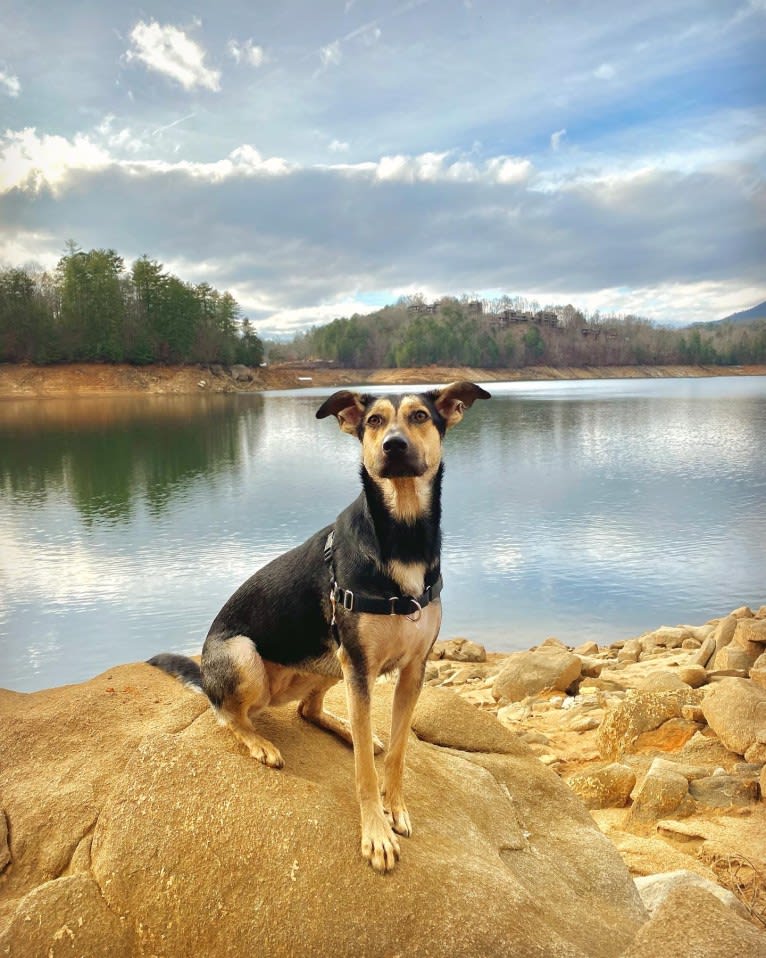 Ripley, a German Shepherd Dog and Great Pyrenees mix tested with EmbarkVet.com