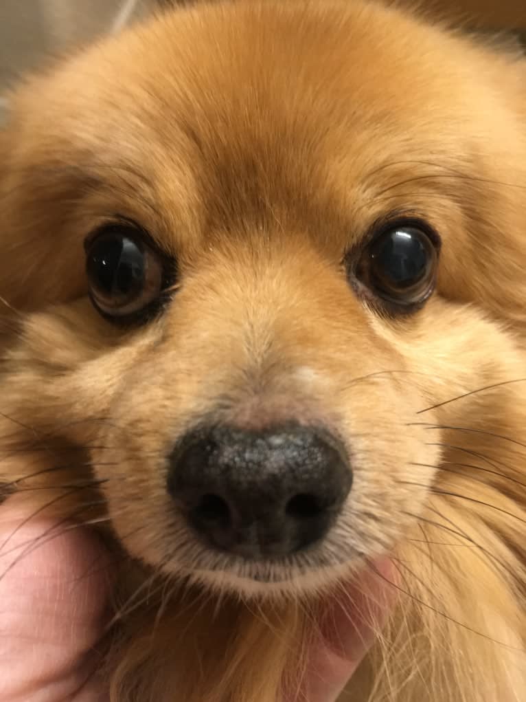 Teddy, a Pomchi (8.9% unresolved) tested with EmbarkVet.com