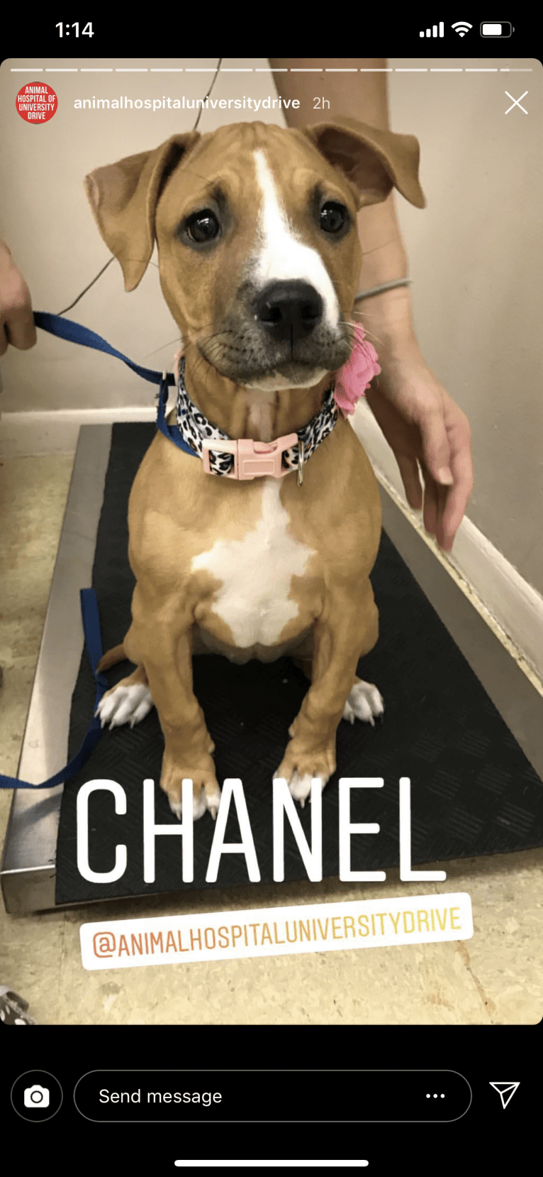 Cha-nnel, an American Pit Bull Terrier and American Staffordshire Terrier mix tested with EmbarkVet.com