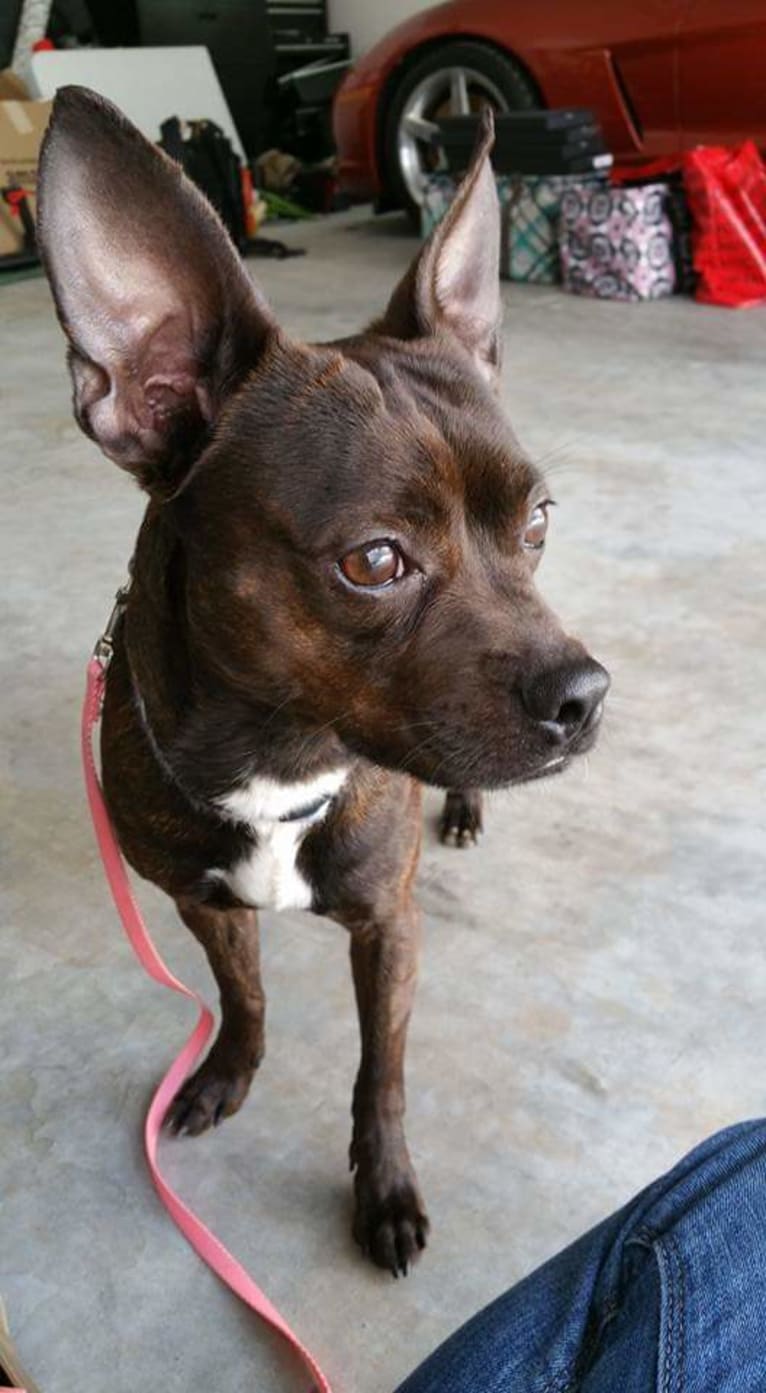 Axle, a Boston Terrier and Miniature Pinscher mix tested with EmbarkVet.com