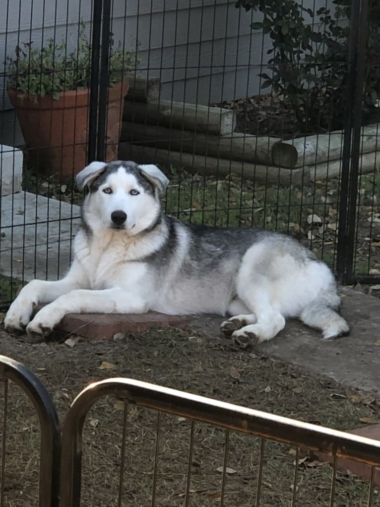 Mansfield, a Siberian Husky and Alaskan Malamute mix tested with EmbarkVet.com