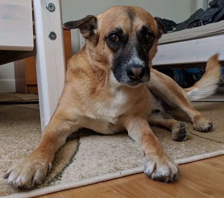 Timber, a Poodle (Small) and Australian Cattle Dog mix tested with EmbarkVet.com