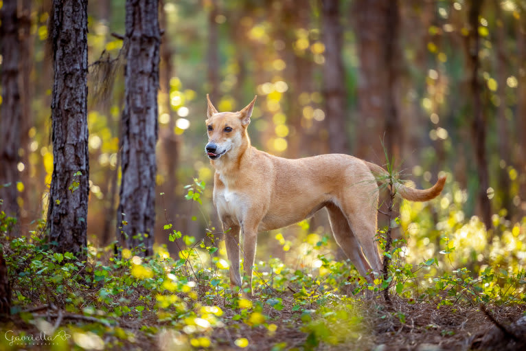 Banbury Cross Mochi, a Carolina Dog tested with EmbarkVet.com