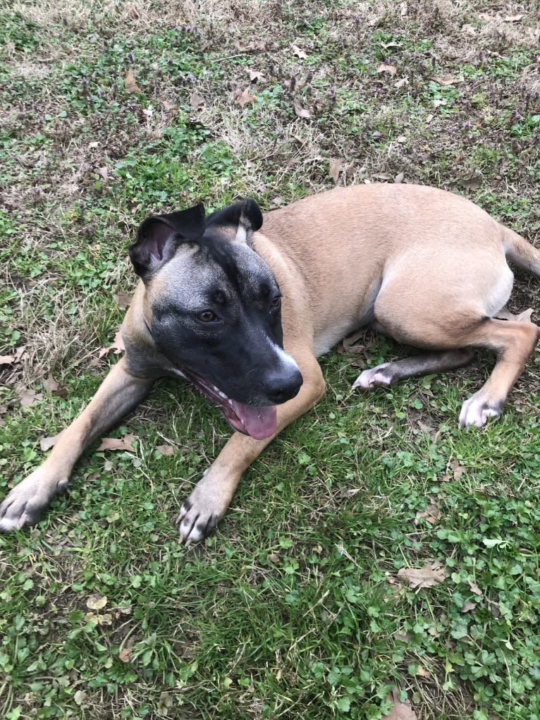 Zira, an American Pit Bull Terrier and German Shepherd Dog mix tested with EmbarkVet.com