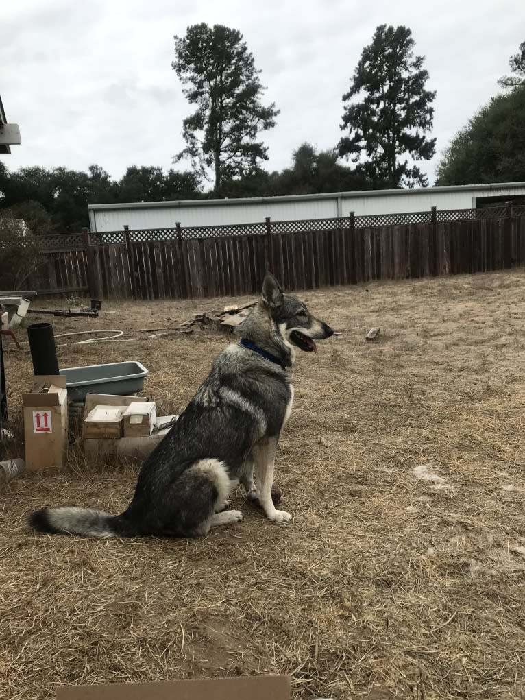 Wylie, a German Shepherd Dog and Siberian Husky mix tested with EmbarkVet.com