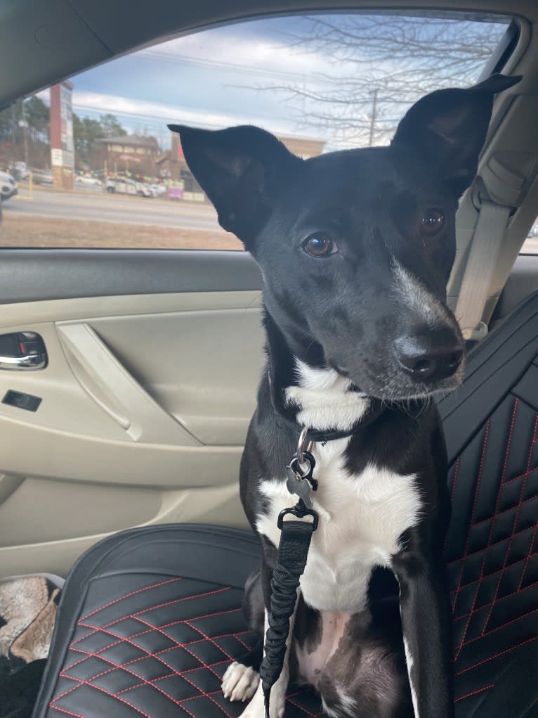 Callie, an American Pit Bull Terrier and Siberian Husky mix tested with EmbarkVet.com