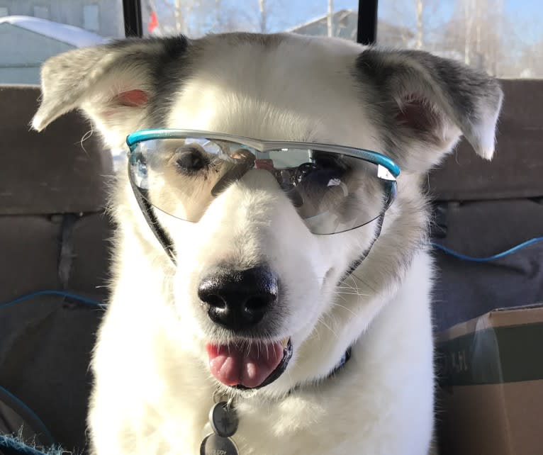 Buddy, an American Eskimo Dog and Norwegian Elkhound mix tested with EmbarkVet.com