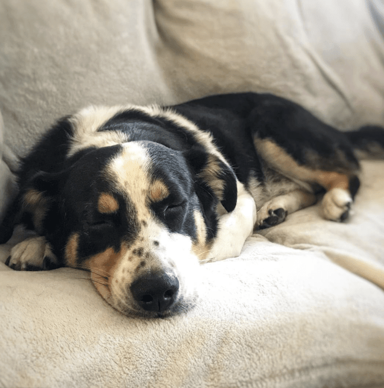 Franklin, a Labrador Retriever and Australian Shepherd mix tested with EmbarkVet.com