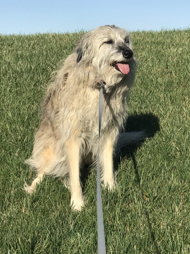 Charybdis, an Arabian Village Dog tested with EmbarkVet.com